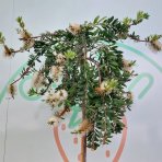 Tyčinkovec kopijovitolistý (Callistemon pallidus) ´BIANCO´ PENDULA - výška 200-220 cm, kont. C15L -  NA KMIENKU, biely
